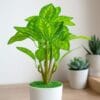 Artificial Plants with Flowers in Jaleswar – Premium Décor |Trusted  Krishna Home Decor