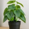 artificial plants with flowers in Jaleswar