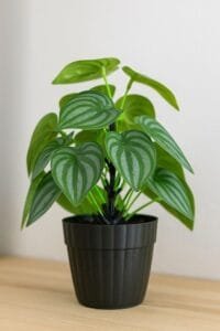 Artificial Plants with Flowers - Krishna Home Decor
