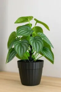 Artificial Plants with Flowers - Krishna Home Decor